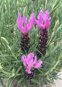 Lavandula stoechas Anouk Supreme' (Anouk Deluxe 901)